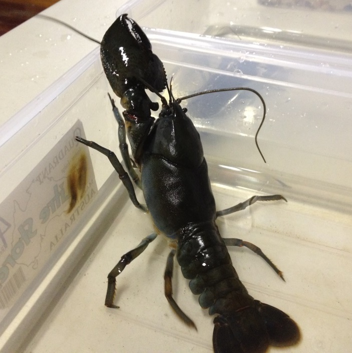 Crayfish Evening